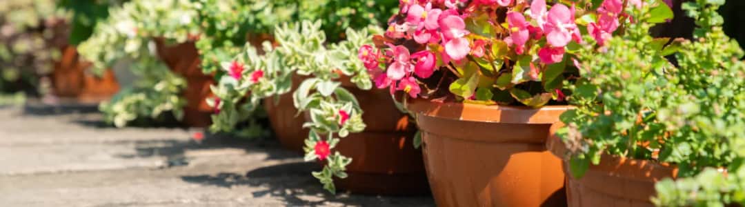 Jakie kwiaty posadzić przy tarasie, aby stworzyć piękną przestrzeń?