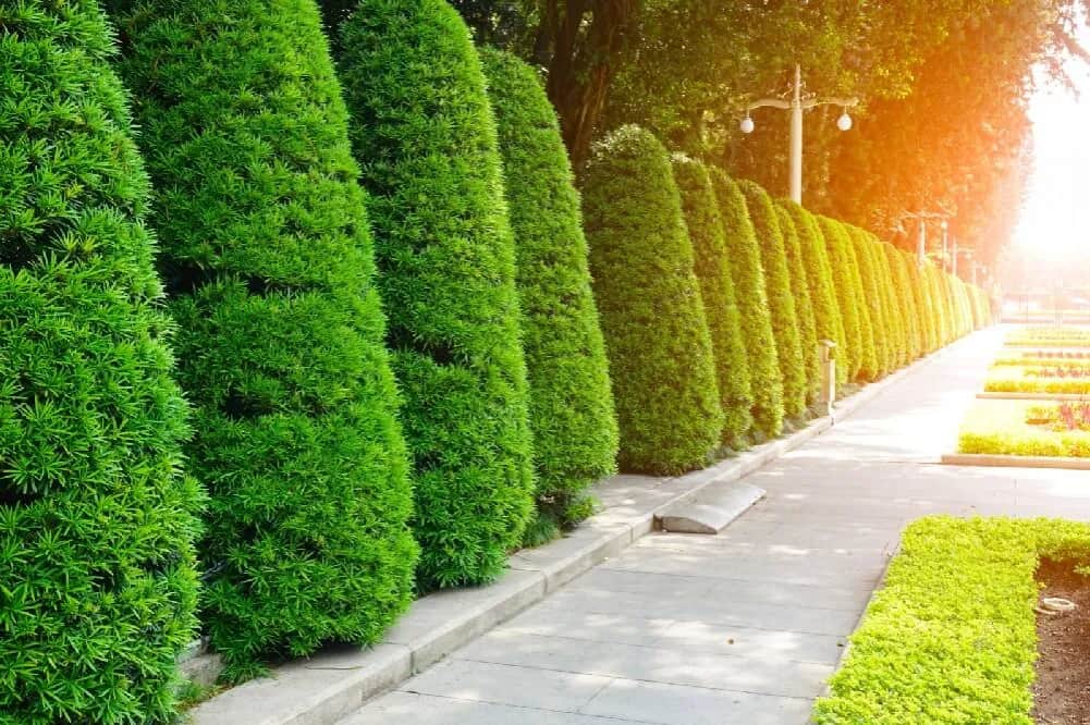 Co zamiast tuji przy ogrodzeniu? Odkryj najlepsze alternatywy