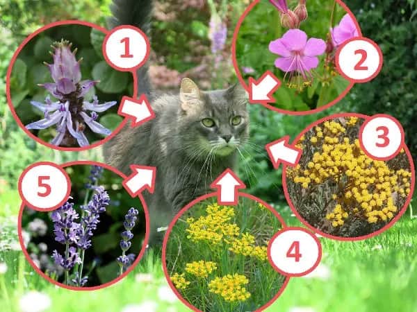 Skuteczne sposoby na odstraszenie kotów z tarasu bez szkód