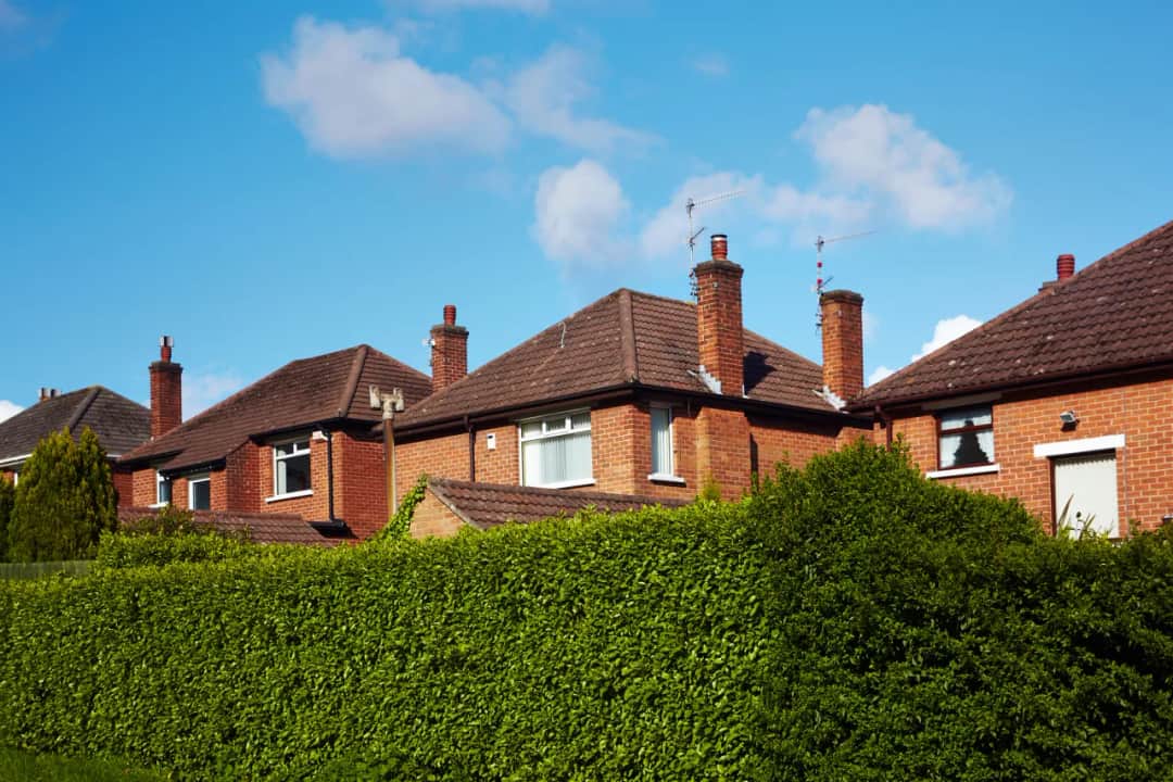 Jakie drzewa wzdłuż ogrodzenia zapewnią prywatność i piękno?