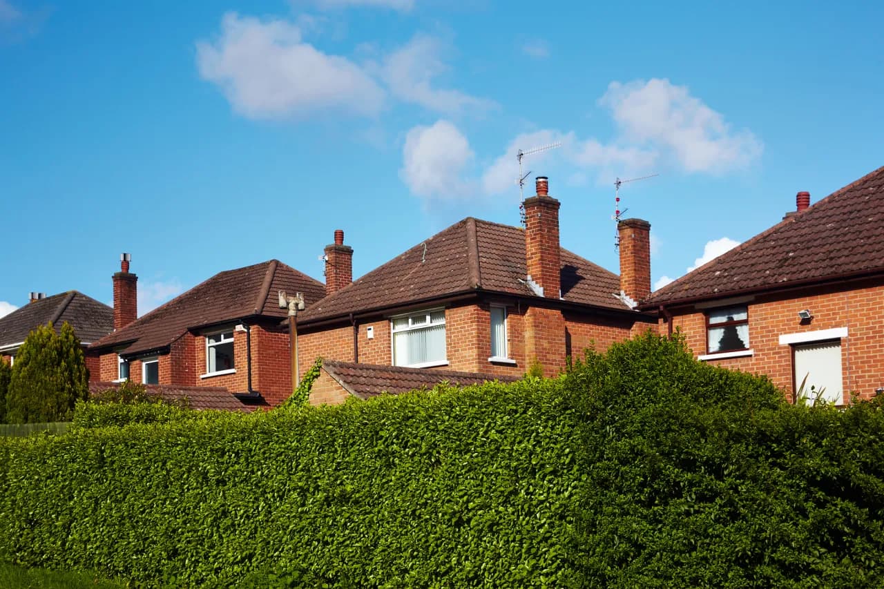 Jakie drzewa wzdłuż ogrodzenia zapewnią prywatność i piękno?